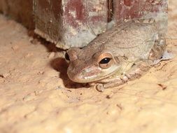 pop-eyed frog on a cube