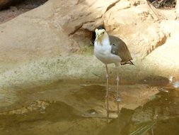 Bird near Water in Zoo portrait