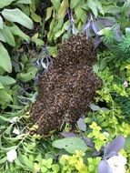 bee swarm on grass close up