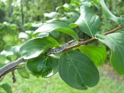 garter snake on a tree branch