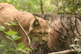 photo of lynx in the wild