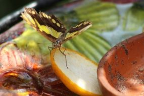 butterfly sitting on the fruit slice