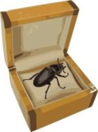 Beetle in a box