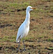 Bubulcus Ibis Bird