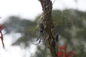 black and yellow striped Spider on cobweb