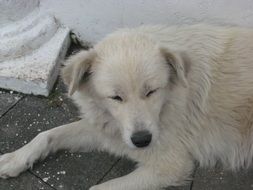 white dog lies near the white wall