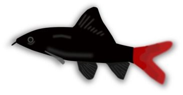 graphic image of a black fish with a red tail