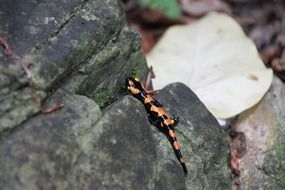 salamander on stone