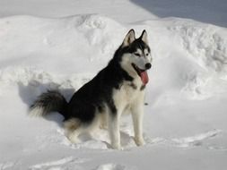 beautiful Siberian Husky