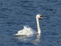 white swan swims on calm water on a lake