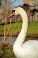 Proud White Swan, portrait