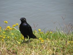 thrush on the picturesque shore