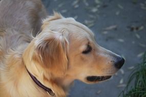 Golden Retriever, young Dog looking aside