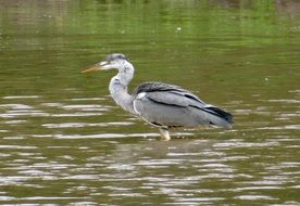grey heron in india