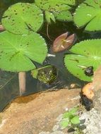 frogs swim in a pond with water lilies