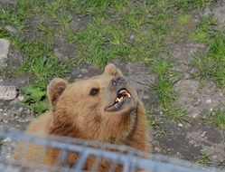 brown bear in the aviary
