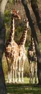 three giraffes in a wildlife park