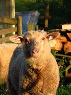 very beautiful and cute Sheep