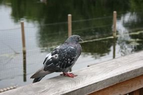Pigeon near the lake in the park
