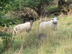 two white Sheeps on meadow