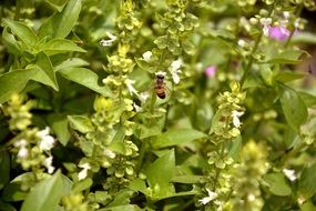 insect on a green basil