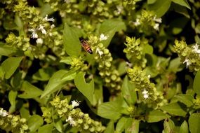 bee flies over the basil