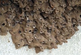 Indian cliff swallows nest on a rock