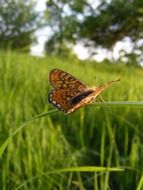 clossiana butterfly on the blade of grass