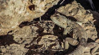 camouflaged reptile in nature