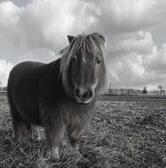 black and white photo of shetland pony