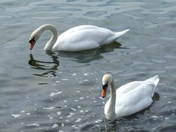 pair of swans
