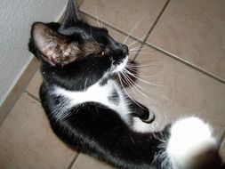 playing black and white cat