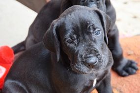 Black Great Dane dog