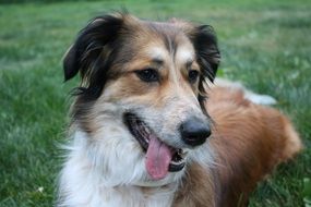 Australian Shepherd laying on the grass