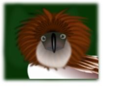Kiwi Bird cartoon drawing