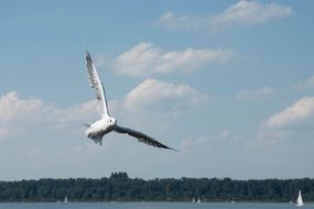 the seagull flies over the field