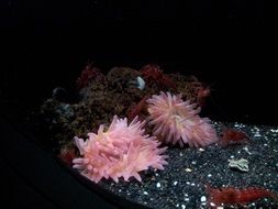 Shrimps in a Aquarium