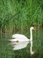 extraordinarily beautiful Swan