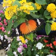 Leopard lacewing butterfly on Flower at Garden