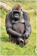 gorilla in Amsterdam