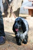 spaniel on a leash