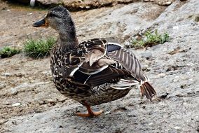 wild duck on the rocks