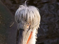 Colorful Dalmatian pelican with funny hair