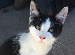 Cute black and white small cat