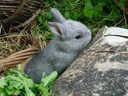 dwarf rabbit in a meadow near a stone