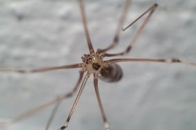 brown Cellar spider