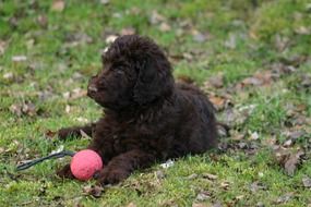 Dog and small pink ball