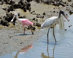 pink and white spoonbills by the pond