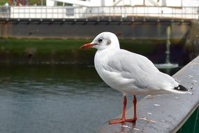 Seagull Bird in Port Of Belfast closeup