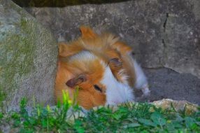 resting guinea pig